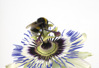 Passionsblume; Erdhummel, Bombus, terrestris,