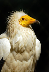 Vulture