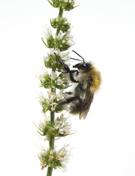 Pfefferminze, Ackerhummel, Bombus pascuorum,