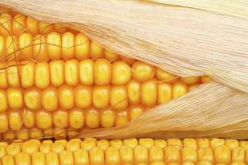 corn closeup