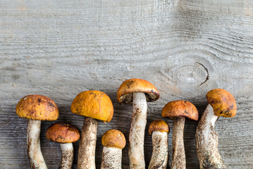 orange-cap boletus mushrooms