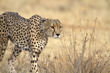 Portrait of wild cheetah walking