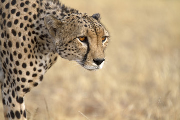 Portrait of wild cheetah walking
