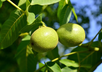 Two green walnuts (Juglans regia)