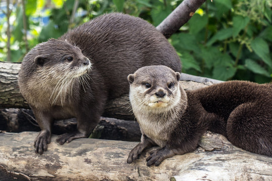 Two Otters Close Up