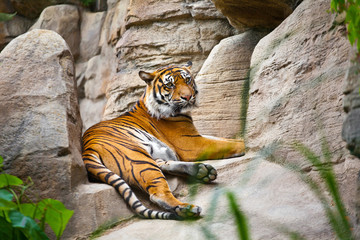 Fototapeta na wymiar Piękny tygrys przyczajony na skale
