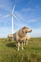Obraz premium Sheep at a dike along a row of wind turbines