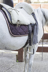 Horse with saddle