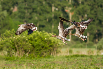 Greylag Gooses