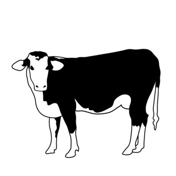 Portrait big black and white cow vector