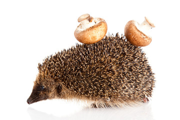 hedgehog on a white background.  Hedgehog with mushroom