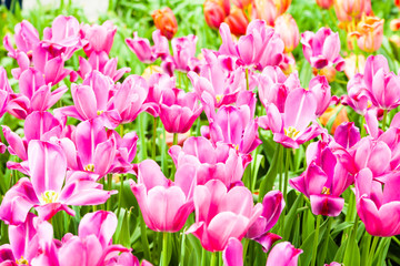 colorful tulips. Beautiful spring flowers. background of flowers