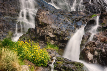 Todtnauer Waterfalls with yellow flowers, Black Forest, Germany