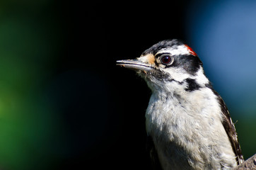 Downy Woodpecker Profile
