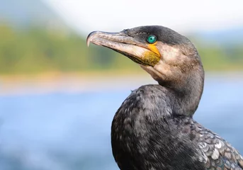 Gordijnen Closeup of cormorant bird (Guangxi province, China) © wusuowei