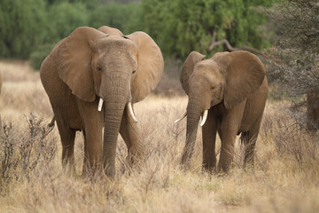 Two elephants feeding on grass