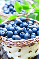 Blueberries closeup