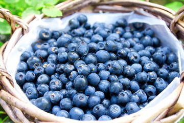 Blueberries closeup