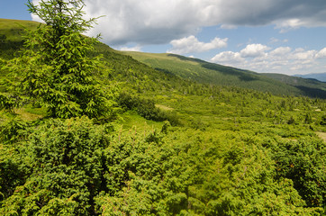 Obraz premium Carpathian Mountains in Ukraine