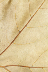 Fototapeta premium dry leaf background