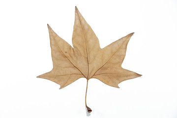 dry leaf