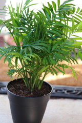 Parlor Palm
