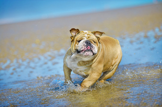 Active athletic dog english bulldog running at the sea