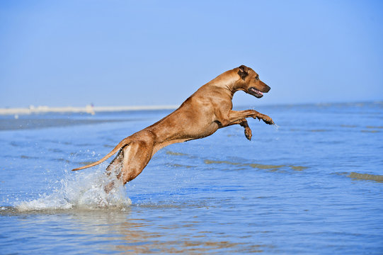 Active athletic dog running at the sea
