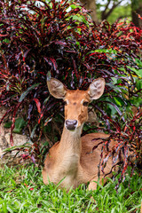 Female antelope on ground in park
