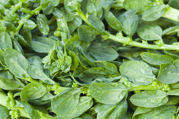 Fresh ripe green asparagus background