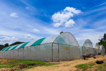 nursery water melon plant on green house