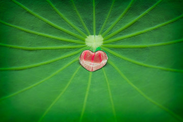 Heart of nature