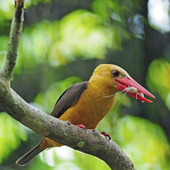 female Brown-winged Kingfisher