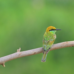 Obraz premium Little Green Bee-eater