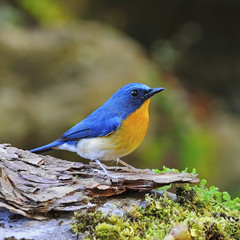 male Hill Blue Flycatcher