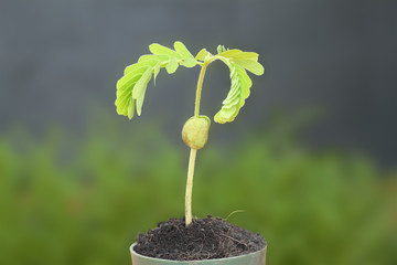 Young tamarind sprout growth in top pot.