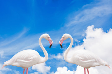 Portrait Of A Flamingo On blue sky.