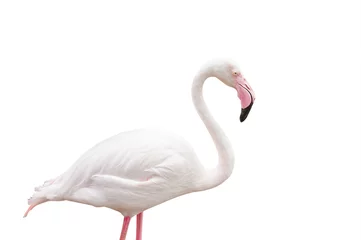 Fotobehang Portret Van Een Flamingo Op Een Witte Achtergrond © yotrakbutda