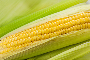 corn cob between green leaves