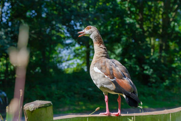 Egyptian Goose