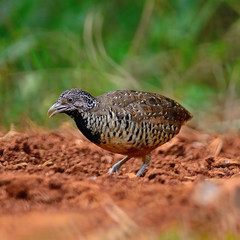 female Barred Buttonquail