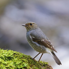 Fototapeta premium female Plumbeous Redstart