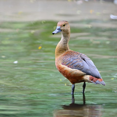 Lesser Whistling-Duck