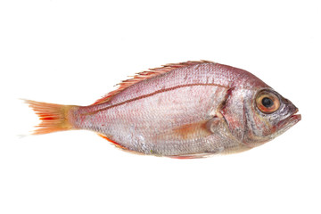 Raw Sea Perch