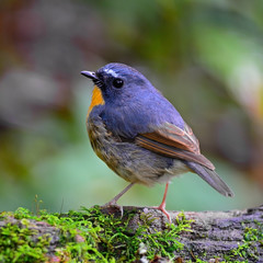 male Snowy-browed Flycatcher
