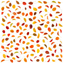 Falling autumn pear leaves, isolated on white background.