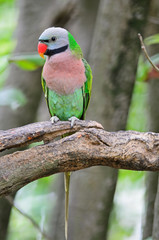 Red-breasted Parakeet