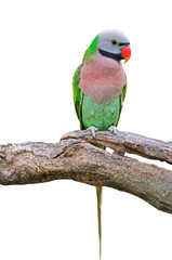Red-breasted Parakeet