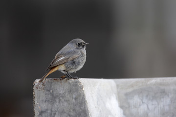 Black redstart, Phoenicurus ochruros