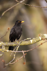 Blackbird, Turdus merula